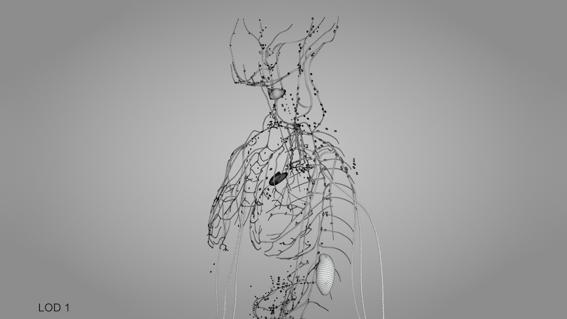 Complete human anatomy-Male 3D model https://p.turbosquid.com/ts-thumb/zx/lGtkg9/3h/humanlymphaticsystem_00006/jpg/1658257496/1920x1080/fit_q87/0a011e0907e81d21e43c5150d62edbd10559699b/humanlymphaticsystem_00006.jpg