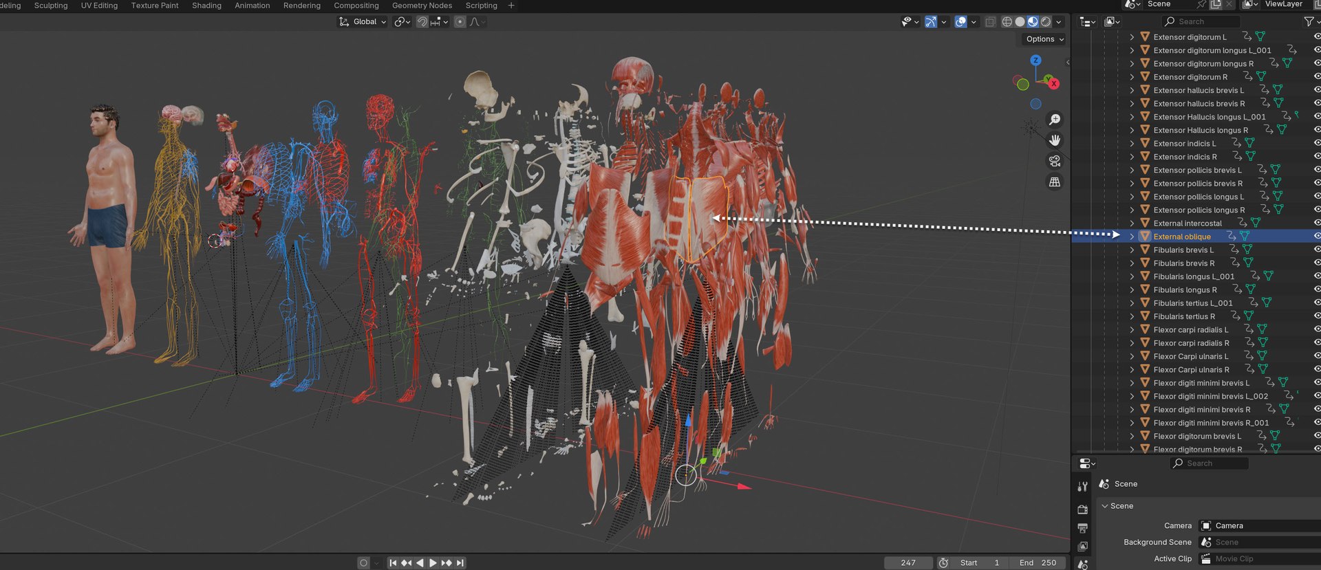 Complete human anatomy-Male 3D model https://p.turbosquid.com/ts-thumb/zx/lGtkg9/48/20251117_213201/jpg/1763574289/1920x1080/fit_q87/48ac3166b565badad5f2463fdc5364ae1a08c2bc/20251117_213201.jpg