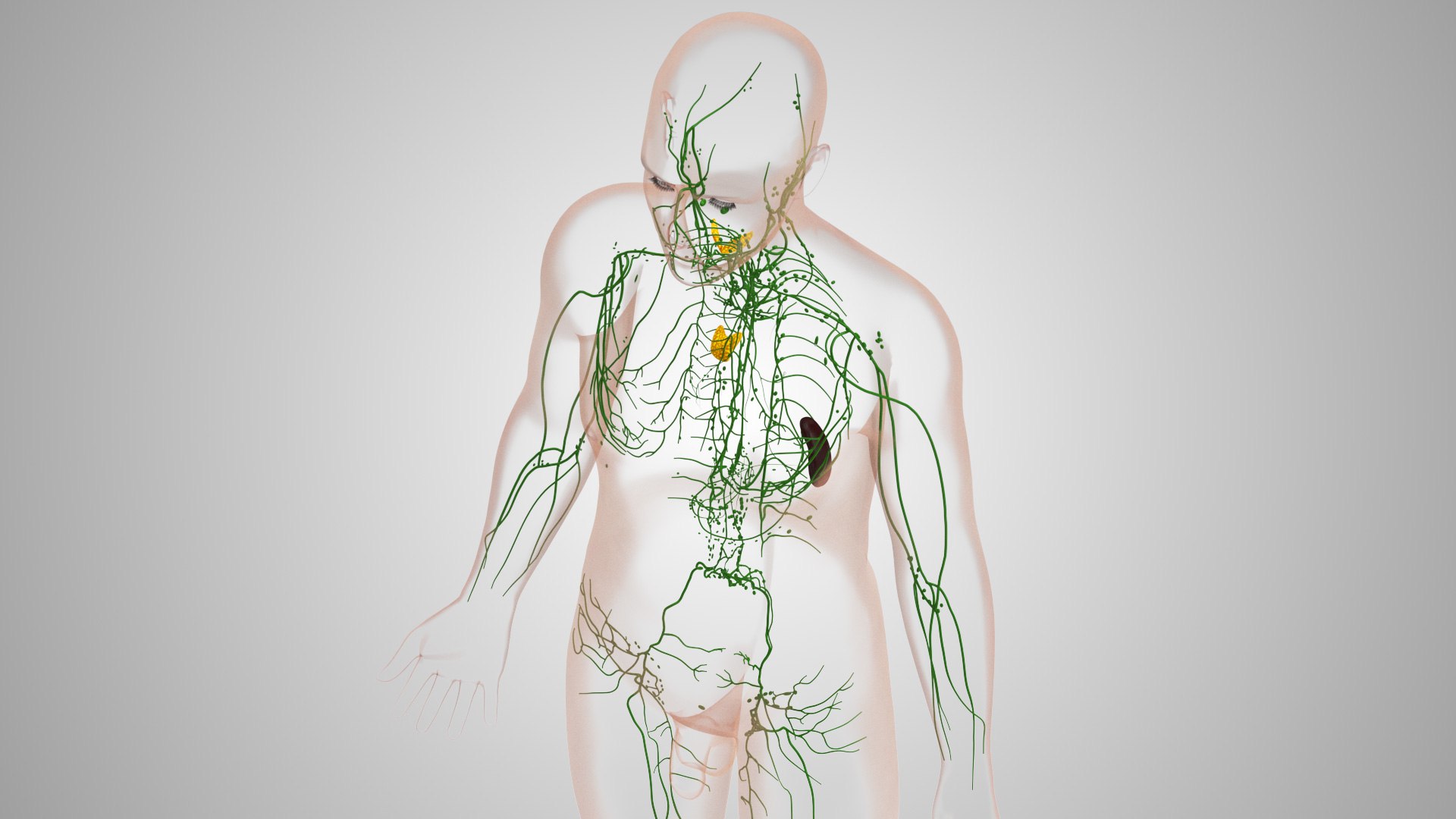 Complete human anatomy-Male 3D model https://p.turbosquid.com/ts-thumb/zx/lGtkg9/4U/humanlymphaticsystem_00027/jpg/1658257473/1920x1080/fit_q87/ecdcce7f6c29cc7452843d94f026b10a3eef5c66/humanlymphaticsystem_00027.jpg