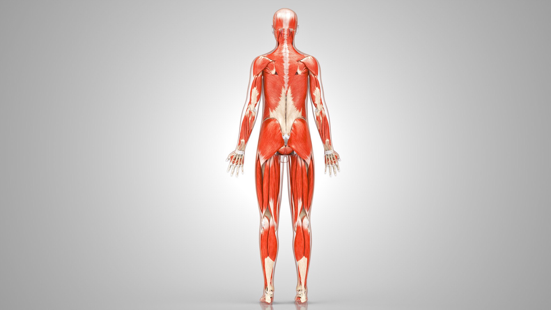 Complete human anatomy-Male 3D model https://p.turbosquid.com/ts-thumb/zx/lGtkg9/5l/musculoskeletalsystemmusclesskeletons_00007/jpg/1658259115/1920x1080/fit_q87/7f1bd3640528402f5049c2d7f4e6238cb4e2946c/musculoskeletalsystemmusclesskeletons_00007.jpg