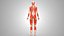 Complete Male Anatomy