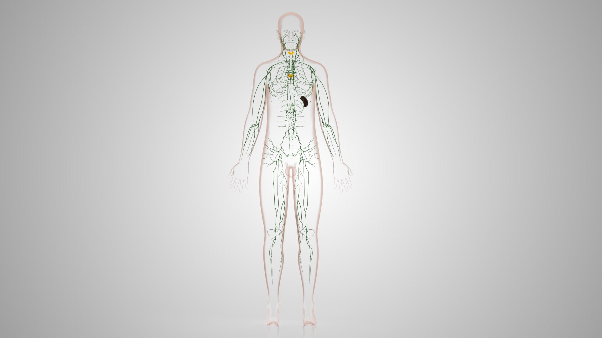 Complete human anatomy-Male 3D model https://p.turbosquid.com/ts-thumb/zx/lGtkg9/6s/humanlymphaticsystem_00030/jpg/1658257475/1920x1080/fit_q87/d0a02e5743732055f1ff318a6f52191069fa82c7/humanlymphaticsystem_00030.jpg