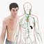 Complete Male Anatomy