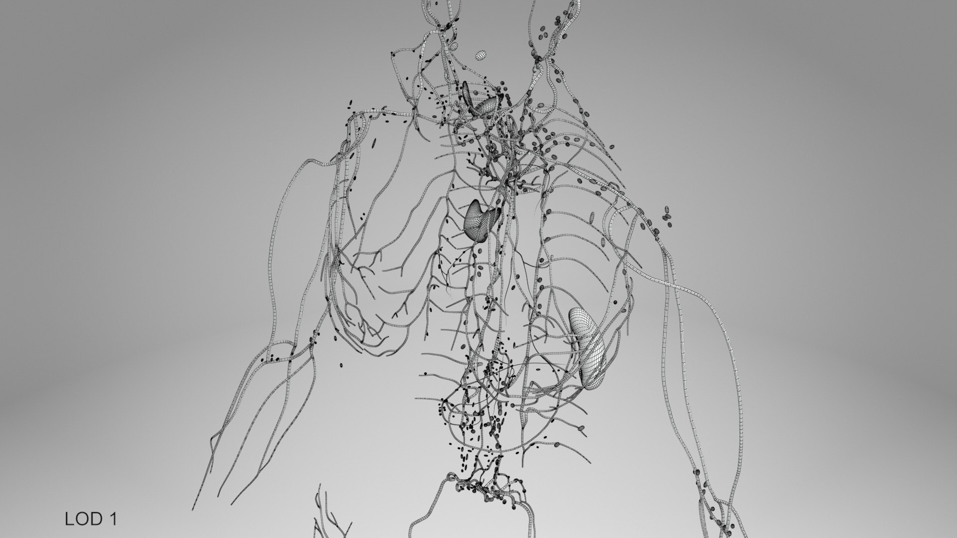 Complete human anatomy-Male 3D model https://p.turbosquid.com/ts-thumb/zx/lGtkg9/7w/humanlymphaticsystem_00010/jpg/1658257497/1920x1080/fit_q87/03a6764717d32e096d732253db6536cc0c2747cb/humanlymphaticsystem_00010.jpg