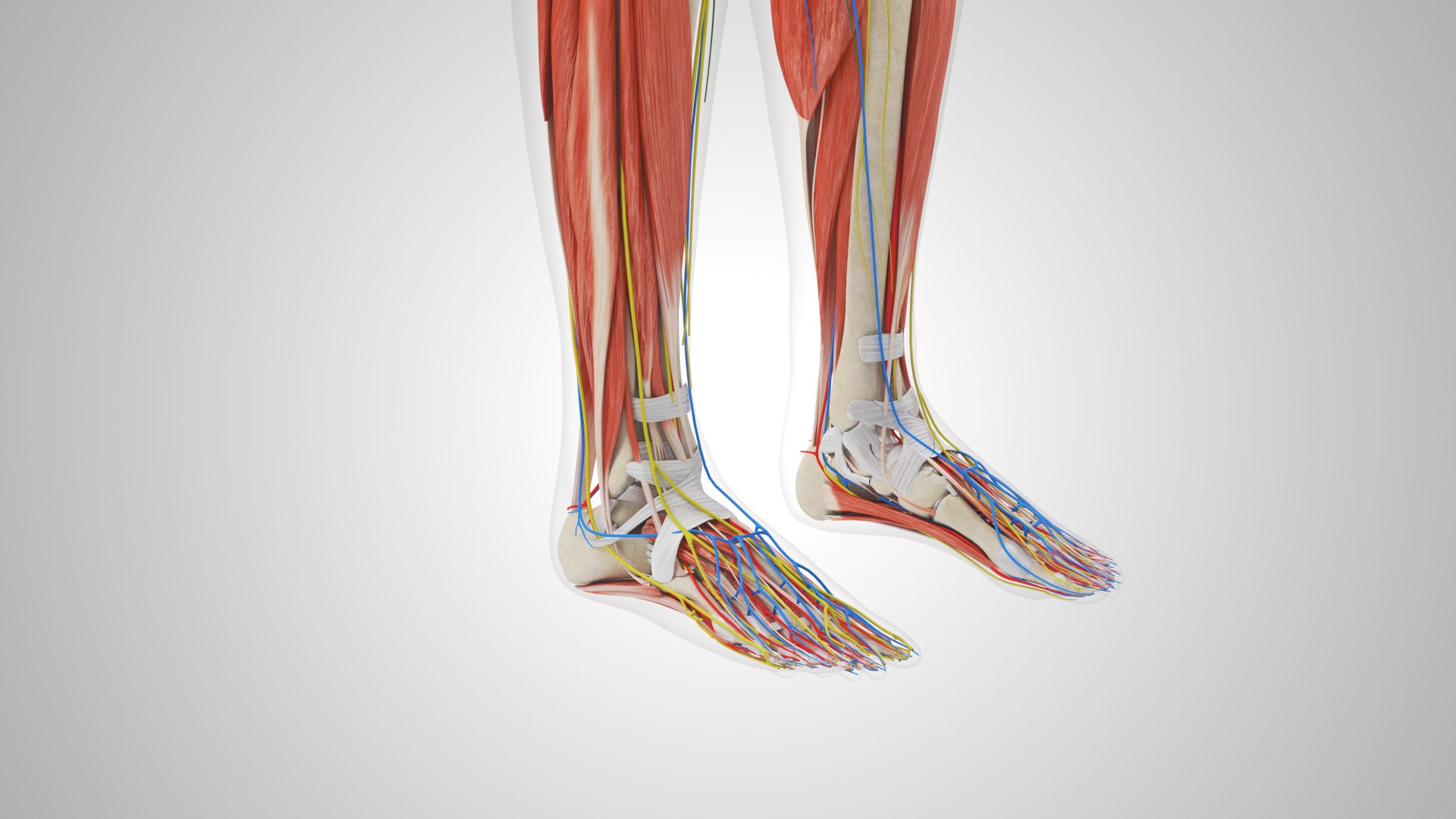 Complete human anatomy-Male 3D model https://p.turbosquid.com/ts-thumb/zx/lGtkg9/8O/completehumananatomy_00012/jpg/1658247294/1920x1080/fit_q87/e0ae2172e66a7b7365a3693abe0540e208ee0a85/completehumananatomy_00012.jpg