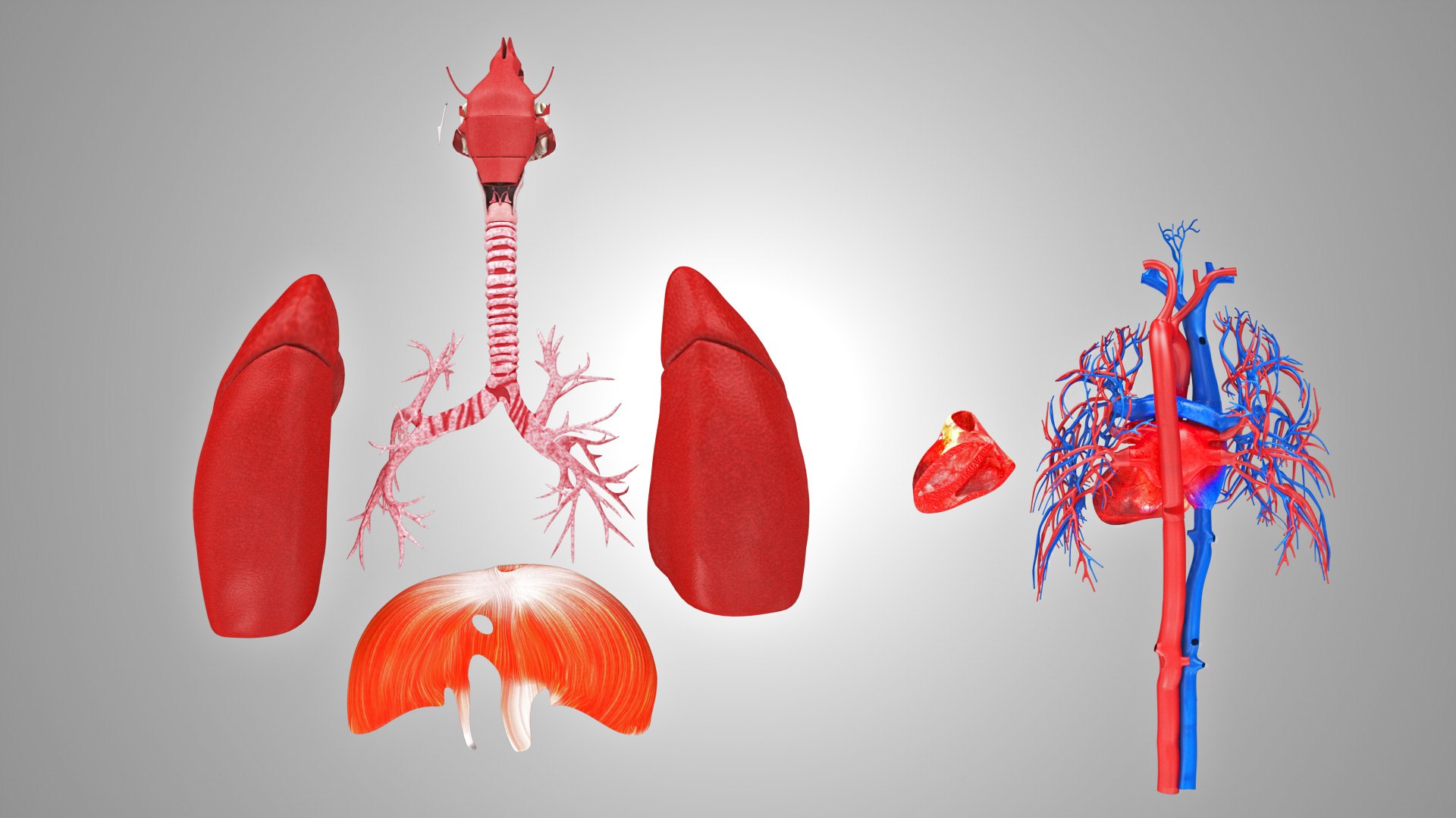Complete human anatomy-Male 3D model https://p.turbosquid.com/ts-thumb/zx/lGtkg9/8o/fullrespiratorsystemandheart_00044/jpg/1658248159/1920x1080/fit_q87/9eb610efd5dcd73b7214f4cf09d3c5a0ebec4690/fullrespiratorsystemandheart_00044.jpg