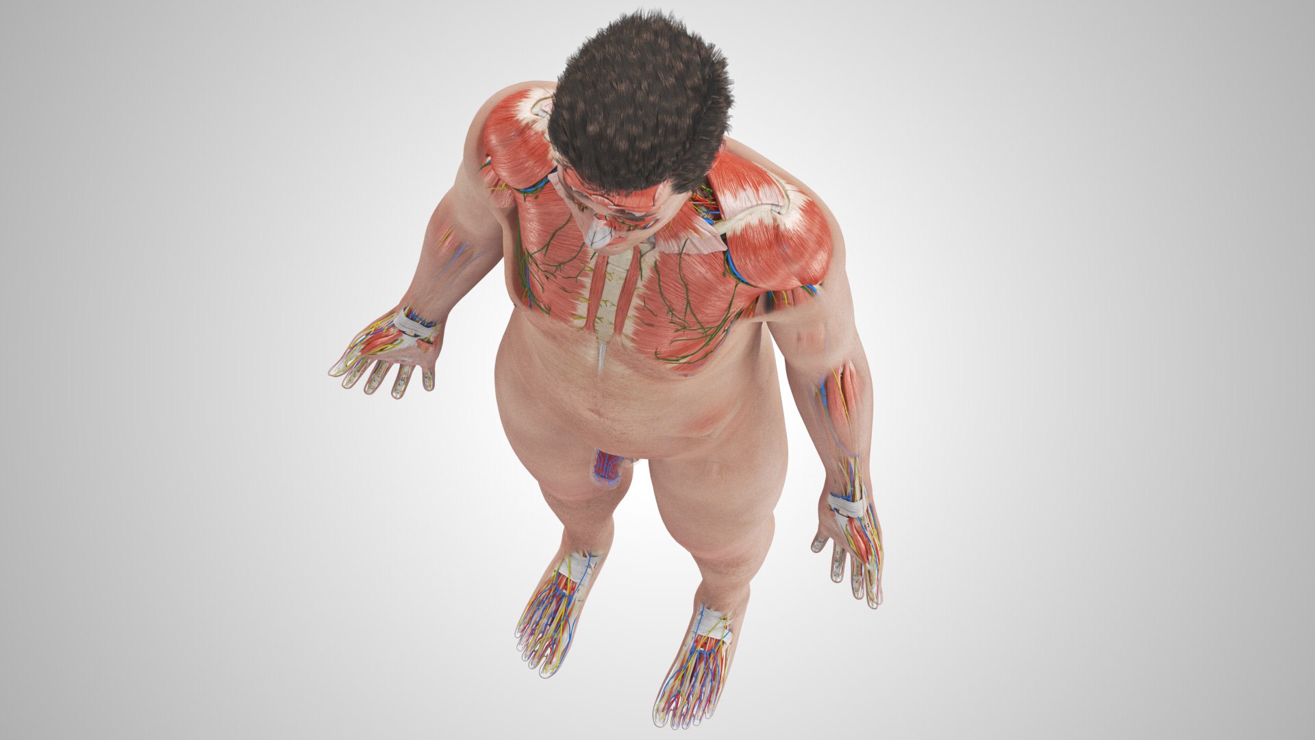 Complete human anatomy-Male 3D model https://p.turbosquid.com/ts-thumb/zx/lGtkg9/8y/completehumananatomy_00020/jpg/1658247300/1920x1080/fit_q87/83bdc51fa965f456c19692bd280039d45c25e738/completehumananatomy_00020.jpg