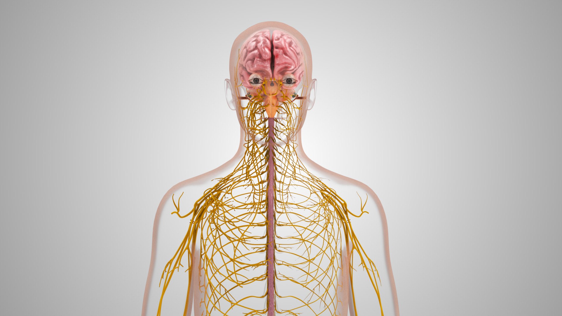 Complete human anatomy-Male 3D model https://p.turbosquid.com/ts-thumb/zx/lGtkg9/9D/brainandnervoussystem_00037/jpg/1658248955/1920x1080/fit_q87/e2483ed3df71e60fe6958e7066b1babae6b1e98f/brainandnervoussystem_00037.jpg