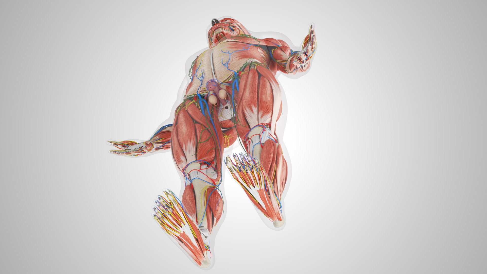 Complete human anatomy-Male 3D model https://p.turbosquid.com/ts-thumb/zx/lGtkg9/9o/completehumananatomy_00013/jpg/1658247295/1920x1080/fit_q87/ba4993f4158a3538b1c9df6c38bd7c7ac1b49167/completehumananatomy_00013.jpg