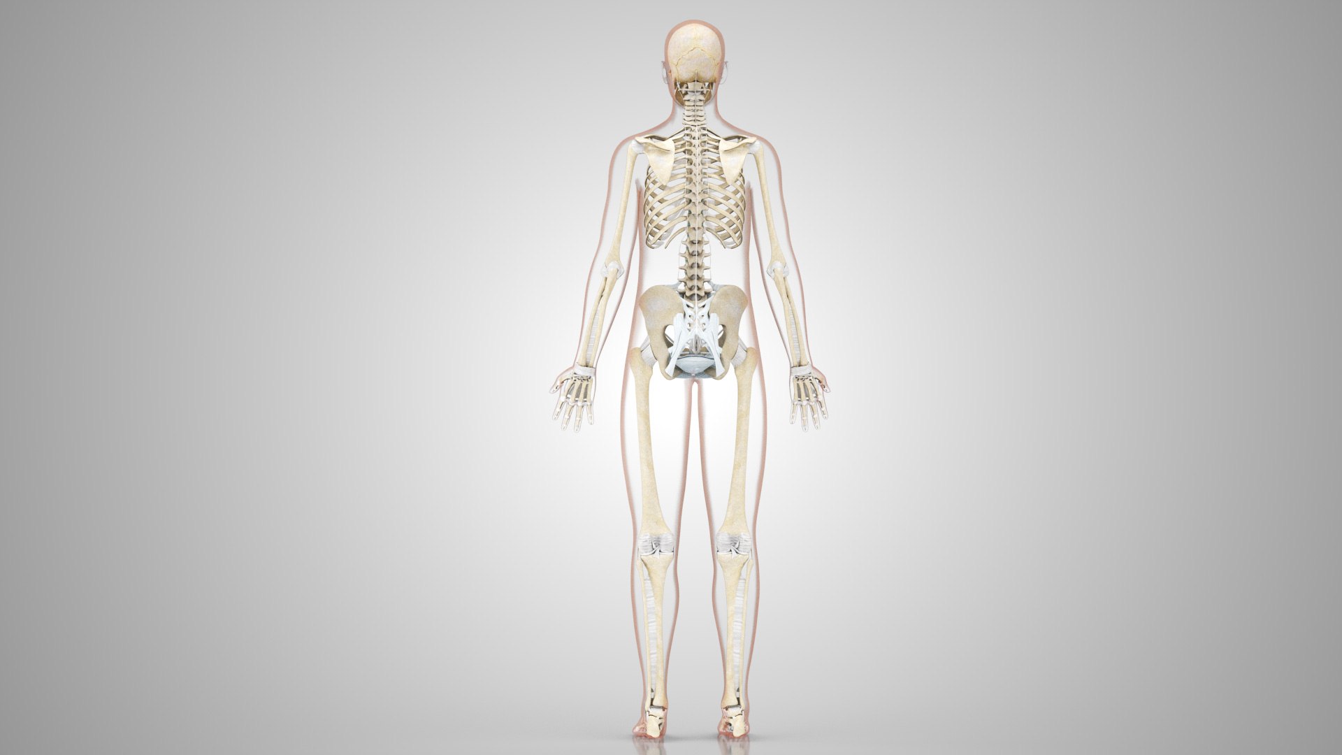 Complete human anatomy-Male 3D model https://p.turbosquid.com/ts-thumb/zx/lGtkg9/A7/humanskeletonsystemwithligaments_00008/jpg/1658259568/1920x1080/fit_q87/54da718eb41fa68ca453d1b9ca3a8f954e7a5157/humanskeletonsystemwithligaments_00008.jpg