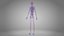 Complete Male Anatomy