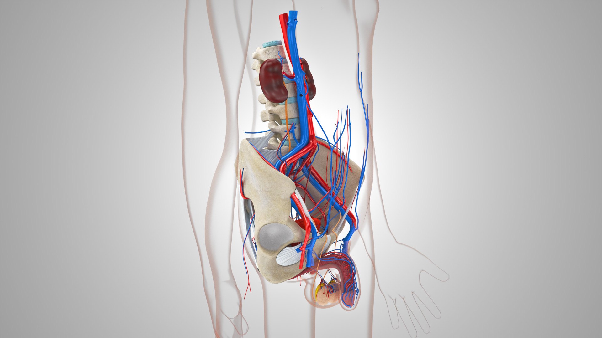 Complete human anatomy-Male 3D model https://p.turbosquid.com/ts-thumb/zx/lGtkg9/C0/malereproductiveandurinarysystem_00036/jpg/1658258833/1920x1080/fit_q87/df54778d23360dbfcc397ba6878ef18db5a8bdbc/malereproductiveandurinarysystem_00036.jpg