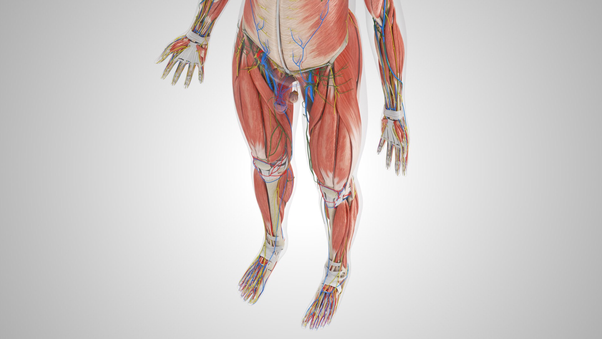 Complete human anatomy-Male 3D model https://p.turbosquid.com/ts-thumb/zx/lGtkg9/D0/completehumananatomy_00010/jpg/1658247293/1920x1080/fit_q87/07bb7984deb973b8af5a899ce3c633489a7e2ef0/completehumananatomy_00010.jpg