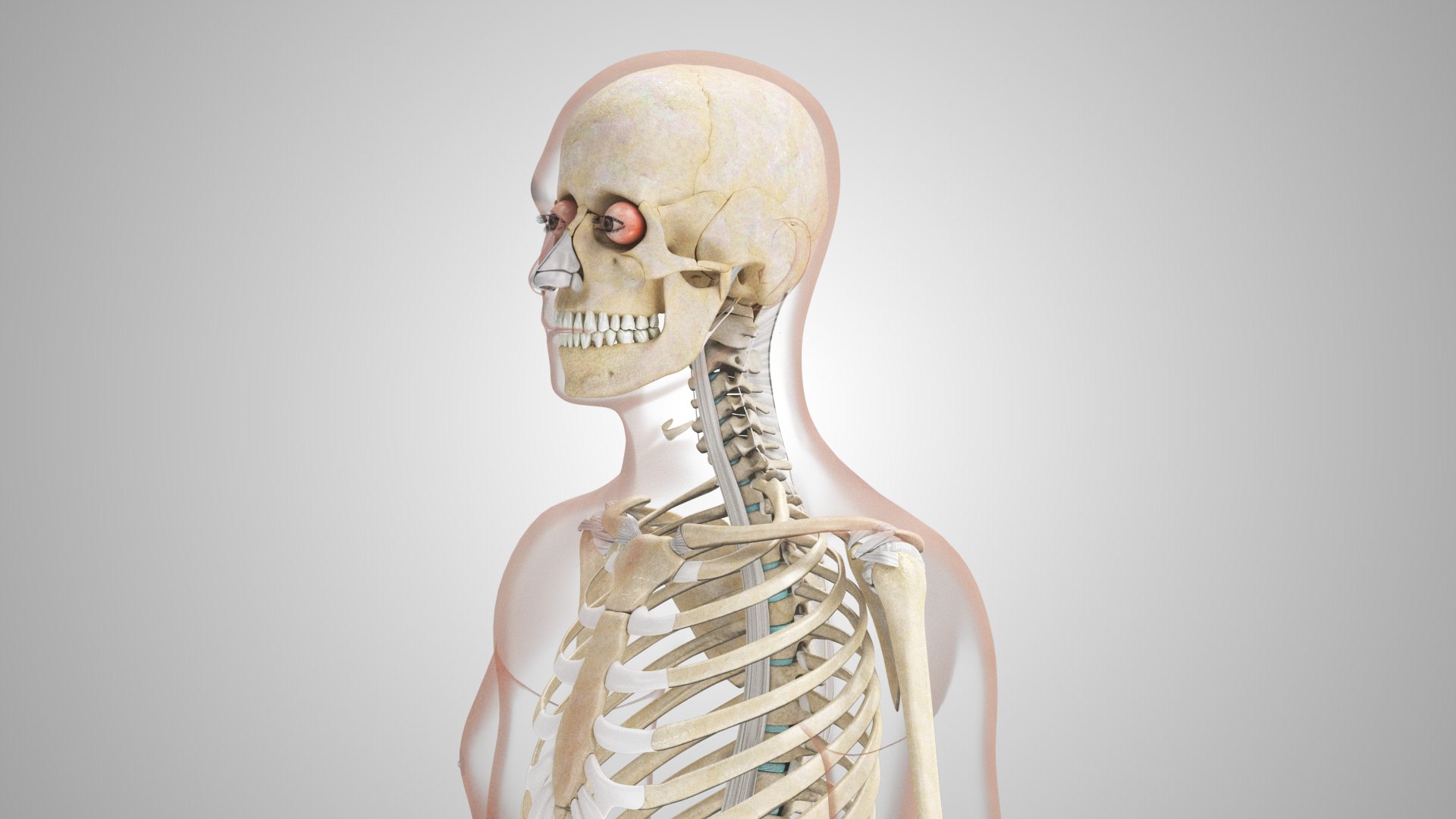 Complete human anatomy-Male 3D model https://p.turbosquid.com/ts-thumb/zx/lGtkg9/H4/humanskeletonsystemwithligaments_00012/jpg/1658259583/1920x1080/fit_q87/370ae39c3f2e689e9b69e04451970251affaf7de/humanskeletonsystemwithligaments_00012.jpg
