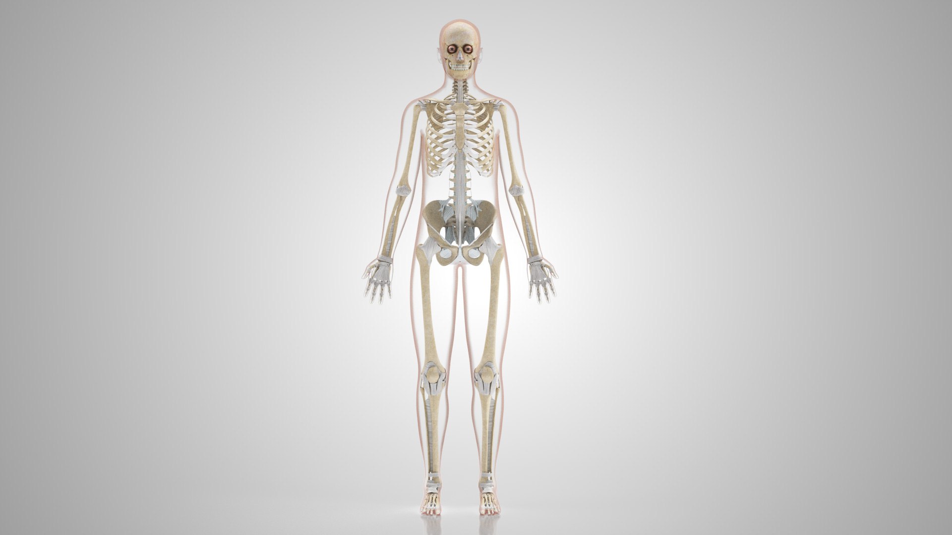 Complete human anatomy-Male 3D model https://p.turbosquid.com/ts-thumb/zx/lGtkg9/HT/humanskeletonsystemwithligaments_00007/jpg/1658259558/1920x1080/fit_q87/a406068ca02a7253990a514d983b76e7f7ad8abe/humanskeletonsystemwithligaments_00007.jpg