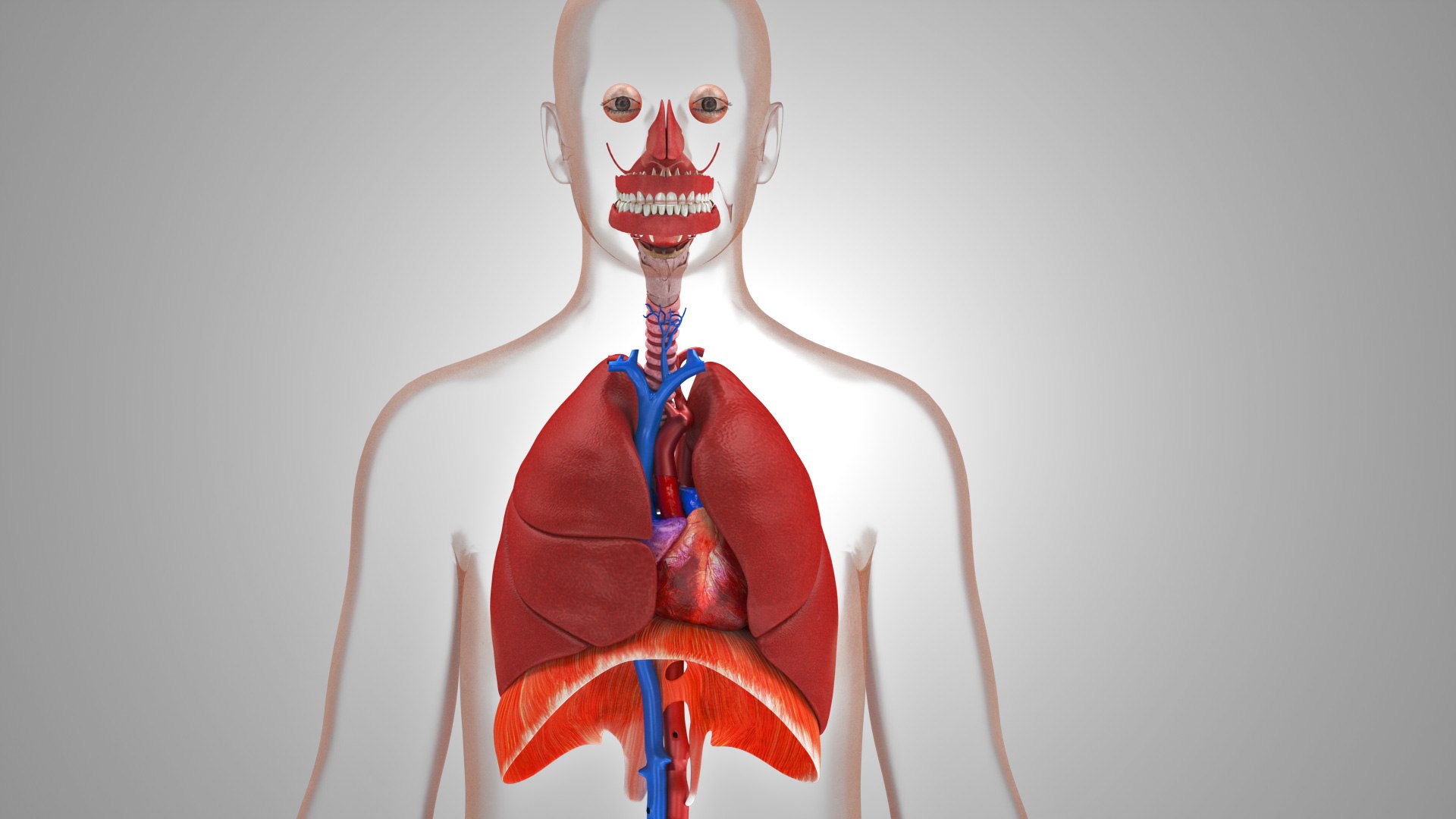 Complete human anatomy-Male 3D model https://p.turbosquid.com/ts-thumb/zx/lGtkg9/II/fullrespiratorsystemandheart_00039/jpg/1658248159/1920x1080/fit_q87/bcd28a4a239ac0d6e5839825e94dc33759ad38e6/fullrespiratorsystemandheart_00039.jpg