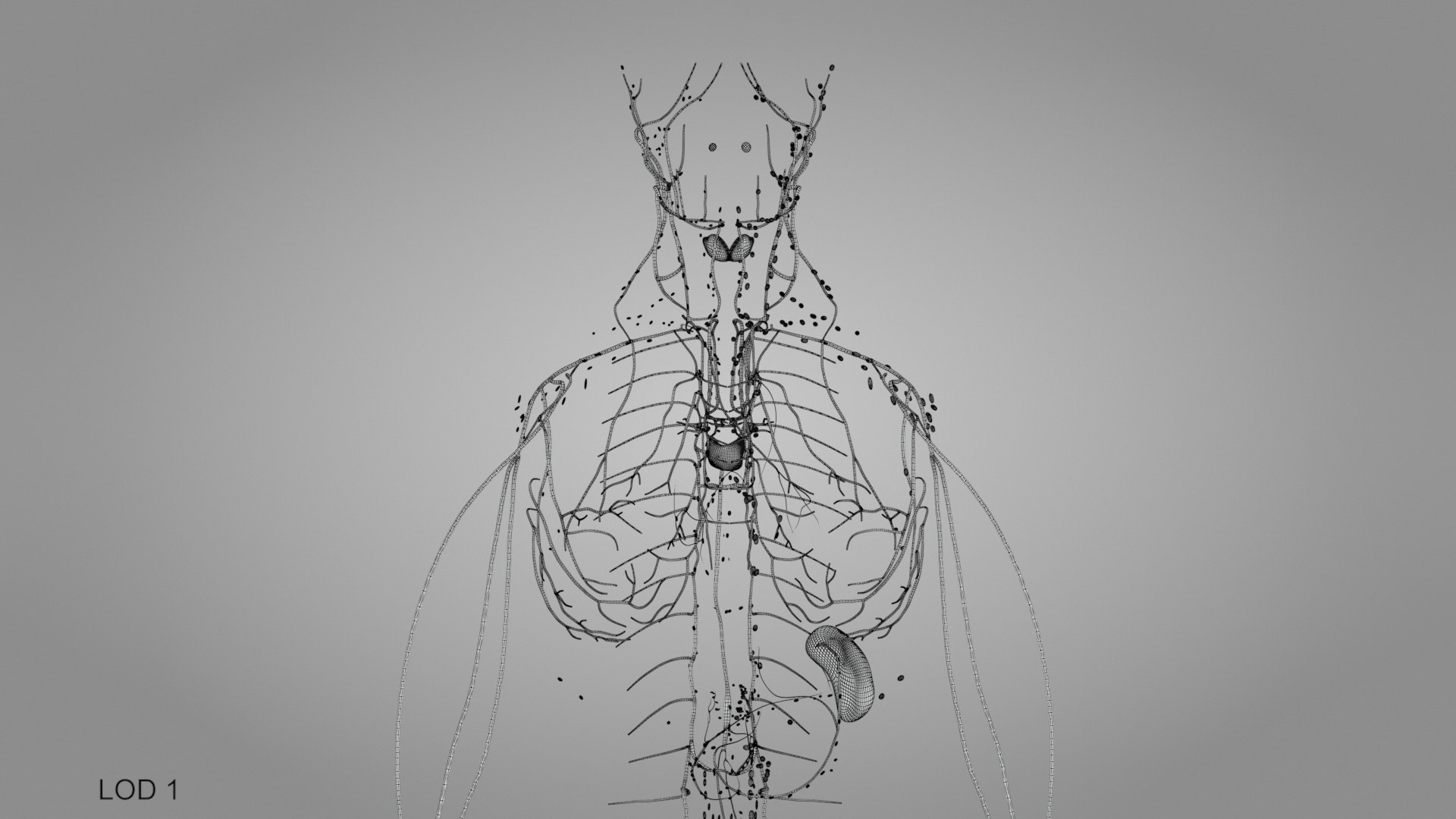 Complete human anatomy-Male 3D model https://p.turbosquid.com/ts-thumb/zx/lGtkg9/II/humanlymphaticsystem_00024/jpg/1658257503/1920x1080/fit_q87/72cff9606e8ebfd3f6e99412ee75e19b99e165d9/humanlymphaticsystem_00024.jpg