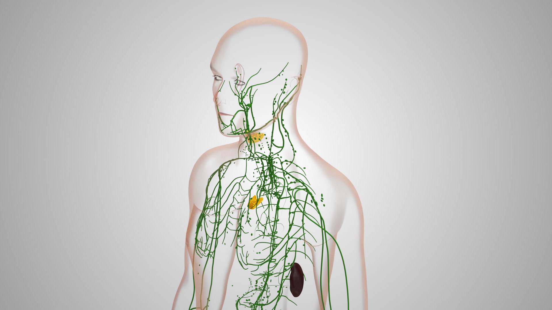 Complete human anatomy-Male 3D model https://p.turbosquid.com/ts-thumb/zx/lGtkg9/IP/humanlymphaticsystem_00026/jpg/1658257471/1920x1080/fit_q87/d4d1f5a025c11f7e92e44fb5393a128b0ab5d7b6/humanlymphaticsystem_00026.jpg