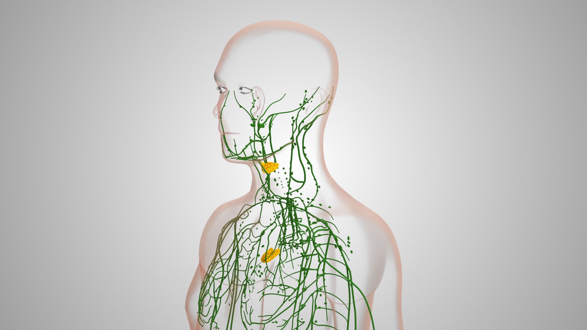 Complete human anatomy-Male 3D model https://p.turbosquid.com/ts-thumb/zx/lGtkg9/Is/humanlymphaticsystem_00035/jpg/1658257482/1920x1080/fit_q87/e93f92caab696e4a2a243b80112db58e59a1ced2/humanlymphaticsystem_00035.jpg