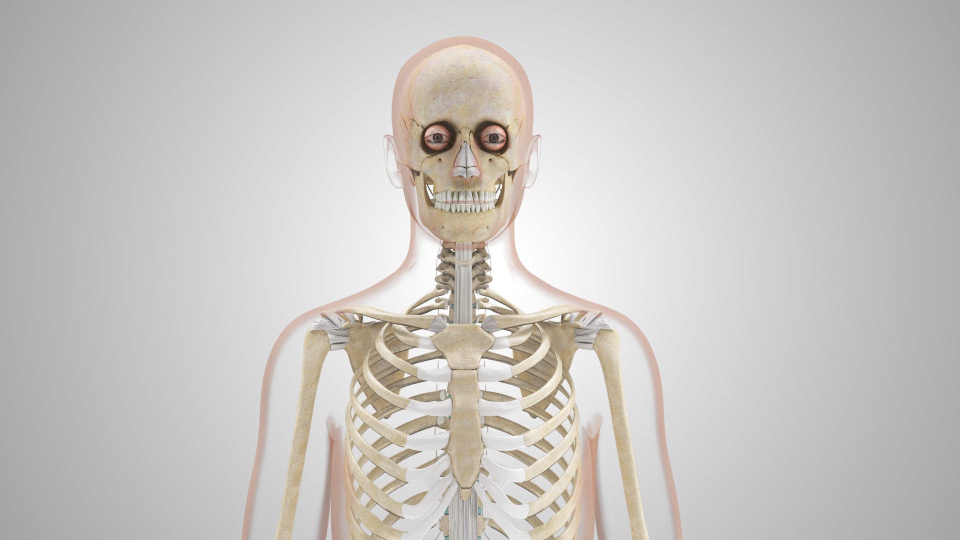 Complete human anatomy-Male 3D model https://p.turbosquid.com/ts-thumb/zx/lGtkg9/KI/humanskeletonsystemwithligaments_00010/jpg/1658259573/1920x1080/fit_q87/6d452ed9769f2ecc45ccae2be369b58cdeff3859/humanskeletonsystemwithligaments_00010.jpg