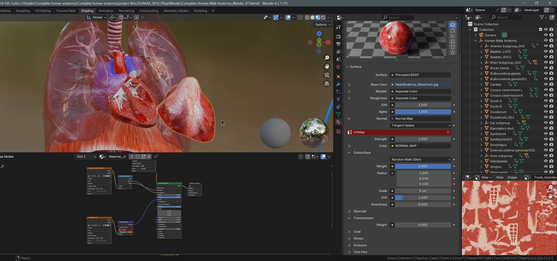 Complete human anatomy-Male 3D model https://p.turbosquid.com/ts-thumb/zx/lGtkg9/KV/20251117_213055/jpg/1763574288/1920x1080/fit_q87/124c05e00a875d64812fb8245d9e9ff9d672c16f/20251117_213055.jpg