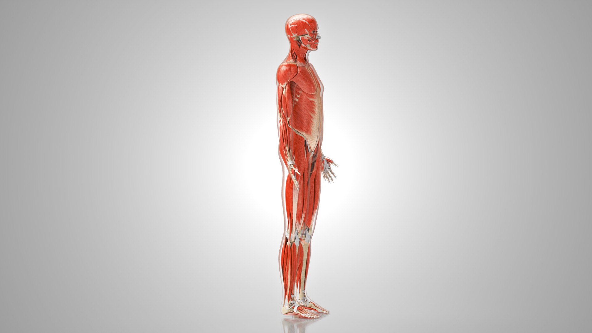 Complete human anatomy-Male 3D model https://p.turbosquid.com/ts-thumb/zx/lGtkg9/Ly/musculoskeletalsystemmusclesskeletons_00008/jpg/1658259116/1920x1080/fit_q87/fe05ae546a0dbb0adea8dfd5ae3b5908b282319e/musculoskeletalsystemmusclesskeletons_00008.jpg