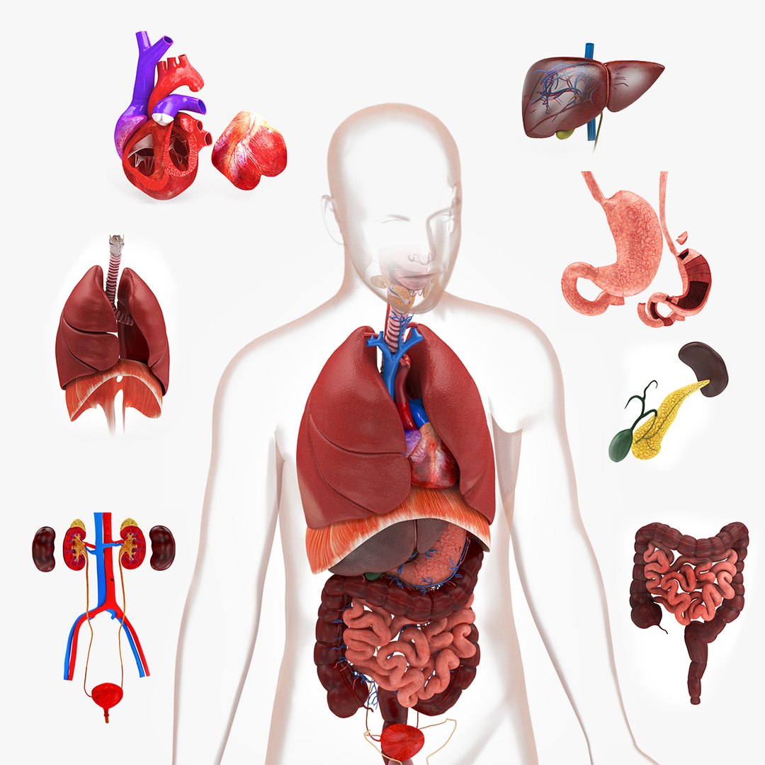 Complete human anatomy-Male 3D model https://p.turbosquid.com/ts-thumb/zx/lGtkg9/M5/sig9/jpg/1658258062/1920x1080/fit_q87/a5f4c42e7a9914c9358237cd2ab7b8538bc3f02e/sig9.jpg
