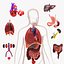 Complete Male Anatomy