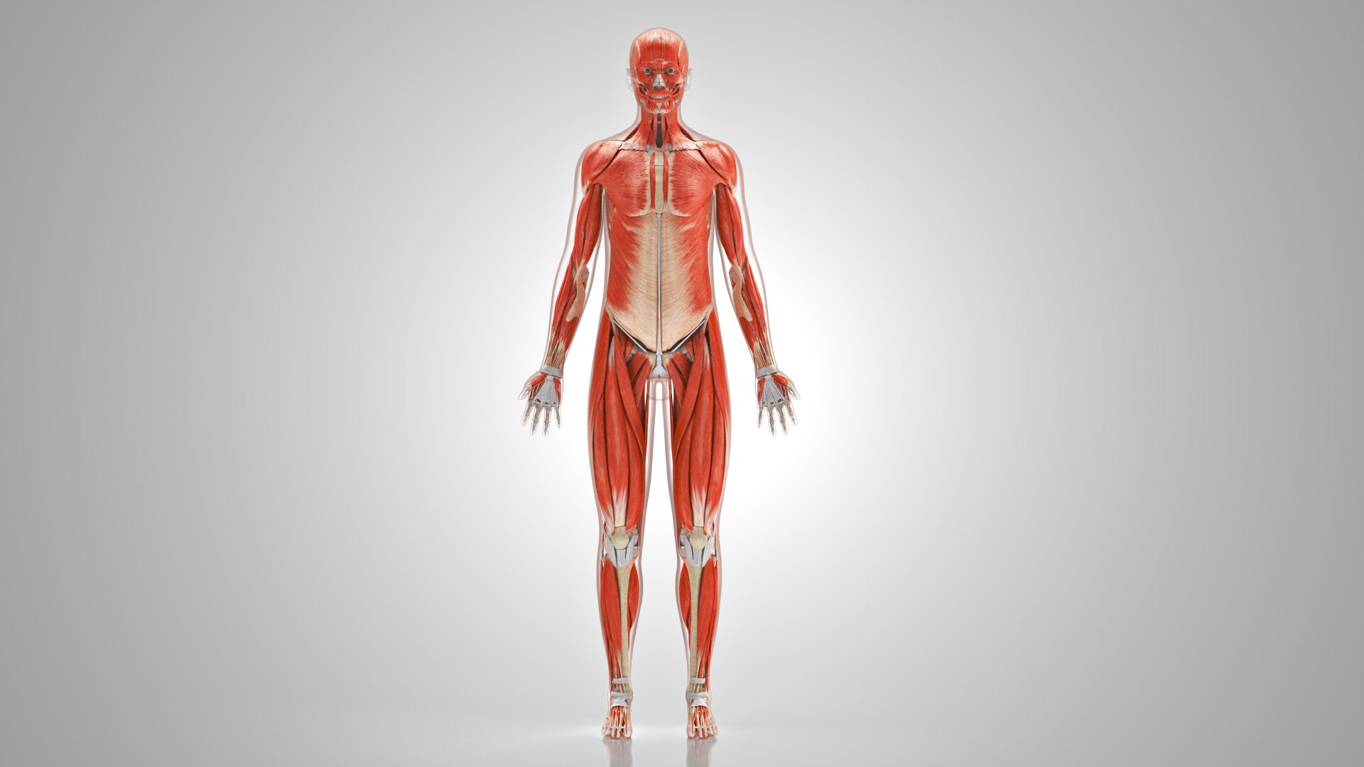 Complete human anatomy-Male 3D model https://p.turbosquid.com/ts-thumb/zx/lGtkg9/MD/musculoskeletalsystemmusclesskeletons_00006/jpg/1658259114/1920x1080/fit_q87/4b90a6f7ea8f137bb2c19505eaf7bb9cd5ea668b/musculoskeletalsystemmusclesskeletons_00006.jpg