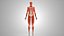 Complete Male Anatomy
