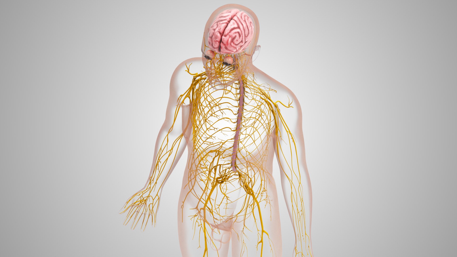 Complete human anatomy-Male 3D model https://p.turbosquid.com/ts-thumb/zx/lGtkg9/Mj/brainandnervoussystem_00030/jpg/1658248942/1920x1080/fit_q87/718ca73e844d1392802c27a87e8a18bca368a2bb/brainandnervoussystem_00030.jpg