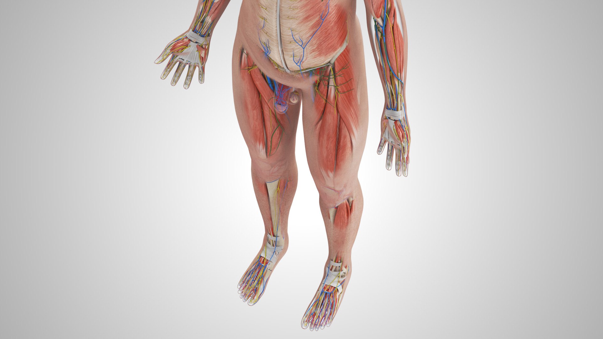 Complete human anatomy-Male 3D model https://p.turbosquid.com/ts-thumb/zx/lGtkg9/Mr/completehumananatomy_00019/jpg/1658247299/1920x1080/fit_q87/31cb5d91361cc5c15515c1622b10b8ae279287de/completehumananatomy_00019.jpg