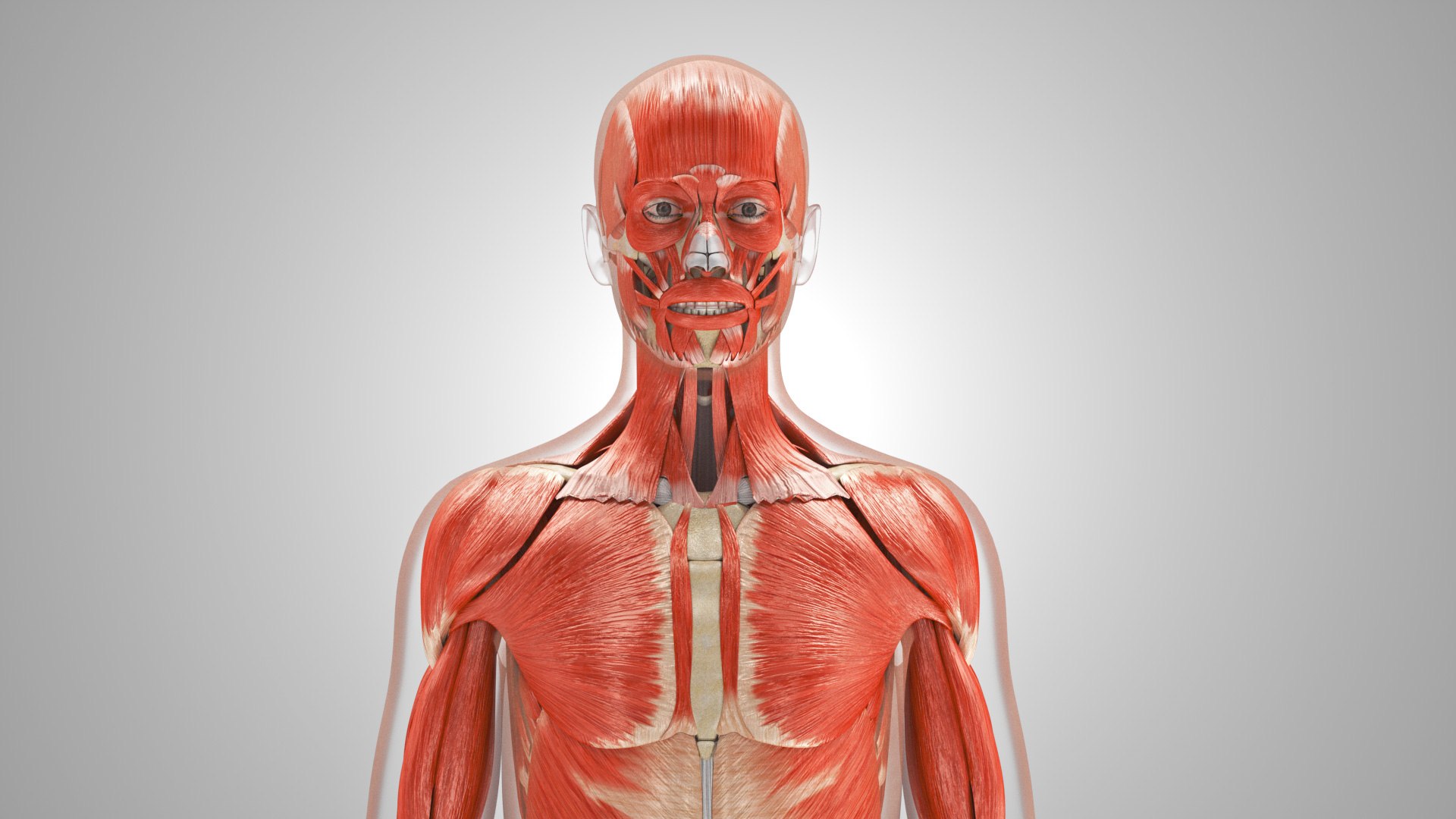 Complete human anatomy-Male 3D model https://p.turbosquid.com/ts-thumb/zx/lGtkg9/Nk/musculoskeletalsystemmusclesskeletons_00009/jpg/1658259118/1920x1080/fit_q87/d98700e58e70ad68ec85eaaf47ff97cf9822ee00/musculoskeletalsystemmusclesskeletons_00009.jpg