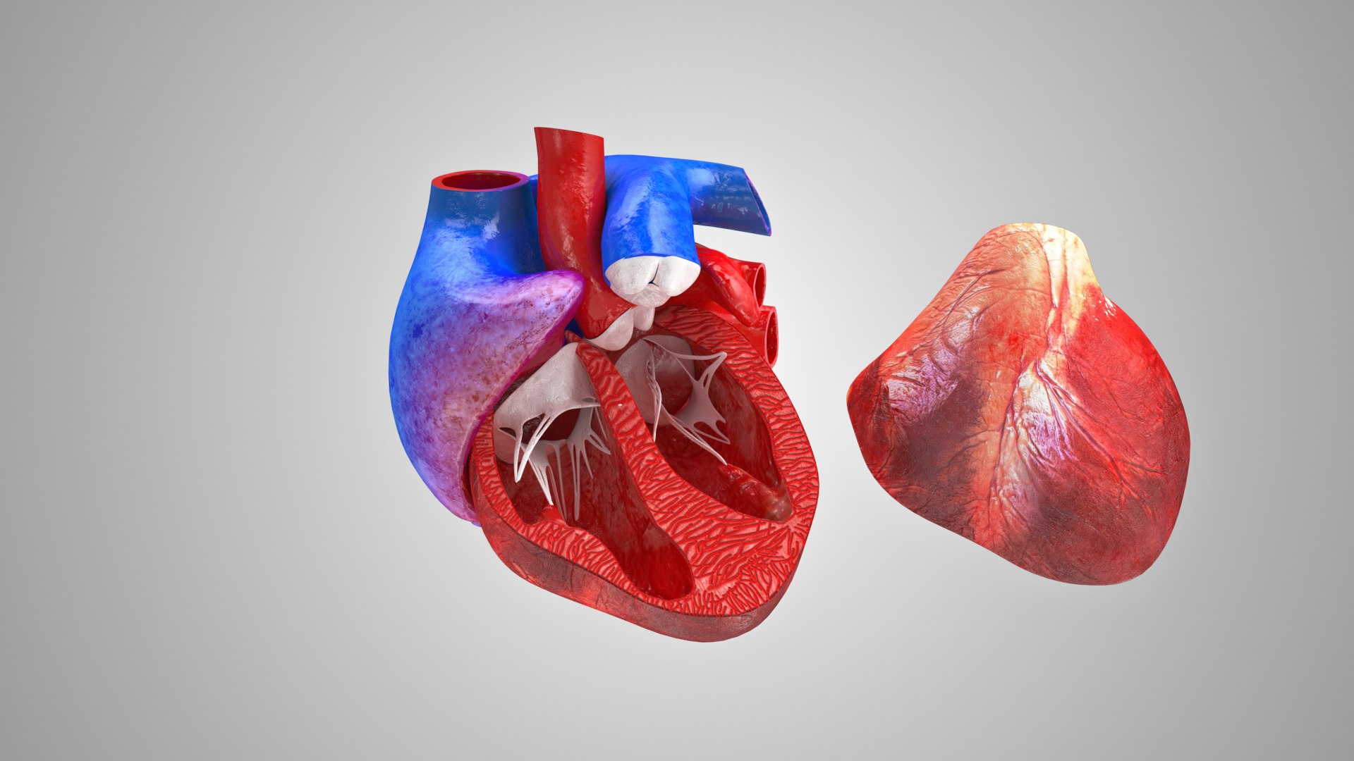 Complete human anatomy-Male 3D model https://p.turbosquid.com/ts-thumb/zx/lGtkg9/Pe/cardiovascularcirculatorysystem_00034/jpg/1658248554/1920x1080/fit_q87/d2e3ad02f194af69bfe7aee8ba46da097abfd305/cardiovascularcirculatorysystem_00034.jpg
