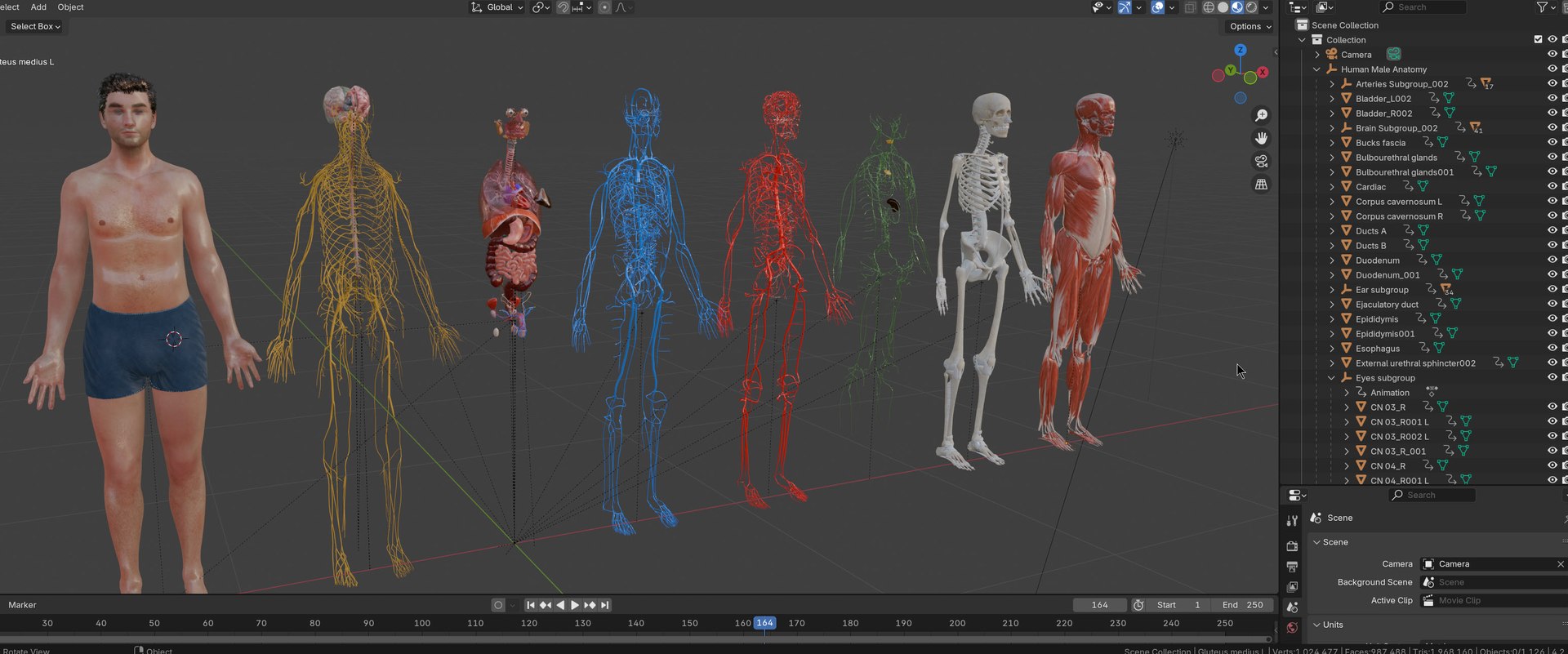 Complete human anatomy-Male 3D model https://p.turbosquid.com/ts-thumb/zx/lGtkg9/Qa/20251117_212508/jpg/1763574283/1920x1080/fit_q87/3a508e6d8fc502ef67a5360274578025f21a379f/20251117_212508.jpg