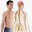 Complete Male Anatomy