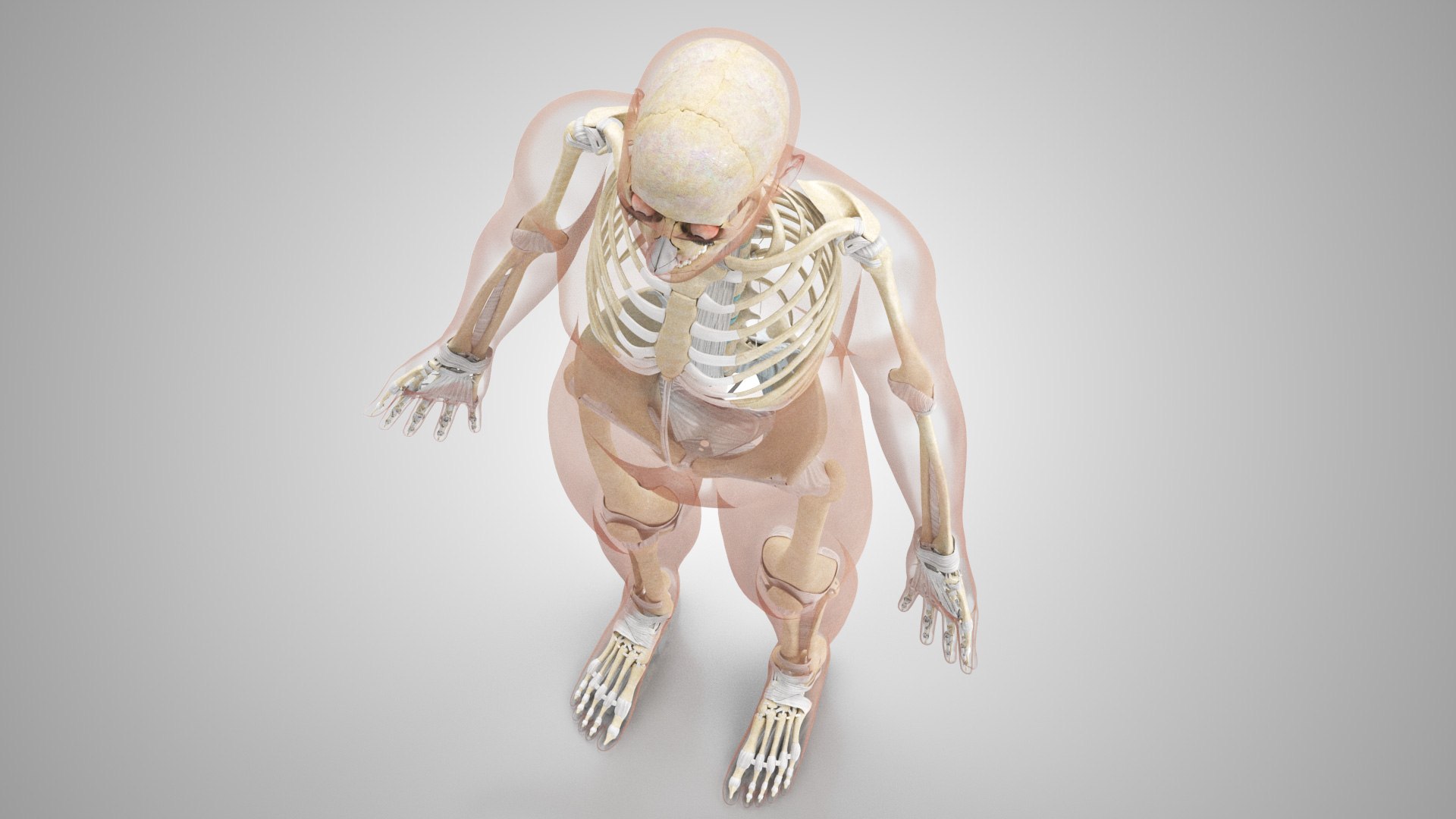 Complete human anatomy-Male 3D model https://p.turbosquid.com/ts-thumb/zx/lGtkg9/Rd/humanskeletonsystemwithligaments_00006/jpg/1658259558/1920x1080/fit_q87/925546a0ee33817beb5ca109d389192b82d57580/humanskeletonsystemwithligaments_00006.jpg