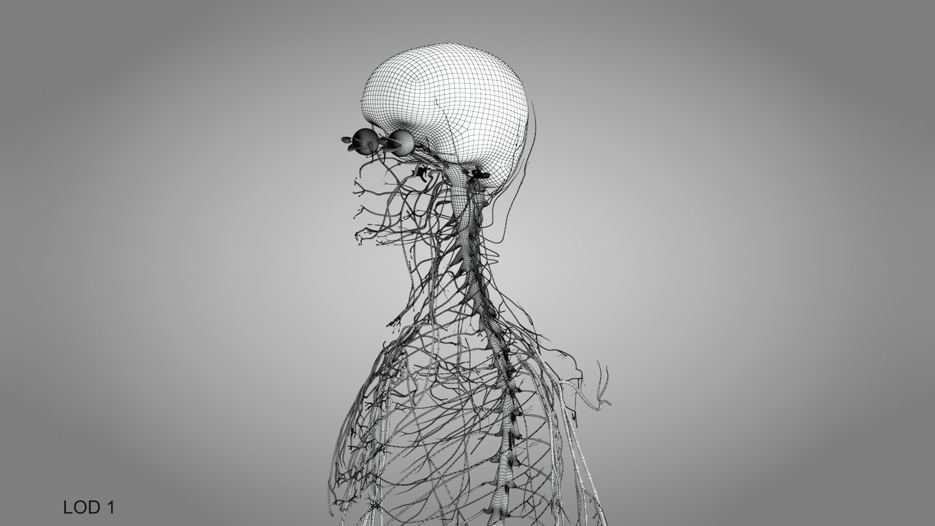 Complete human anatomy-Male 3D model https://p.turbosquid.com/ts-thumb/zx/lGtkg9/TA/brainandnervoussystem_00006/jpg/1658248931/1920x1080/fit_q87/b2f628cc81c48724c7738d189cdab7e784e20421/brainandnervoussystem_00006.jpg