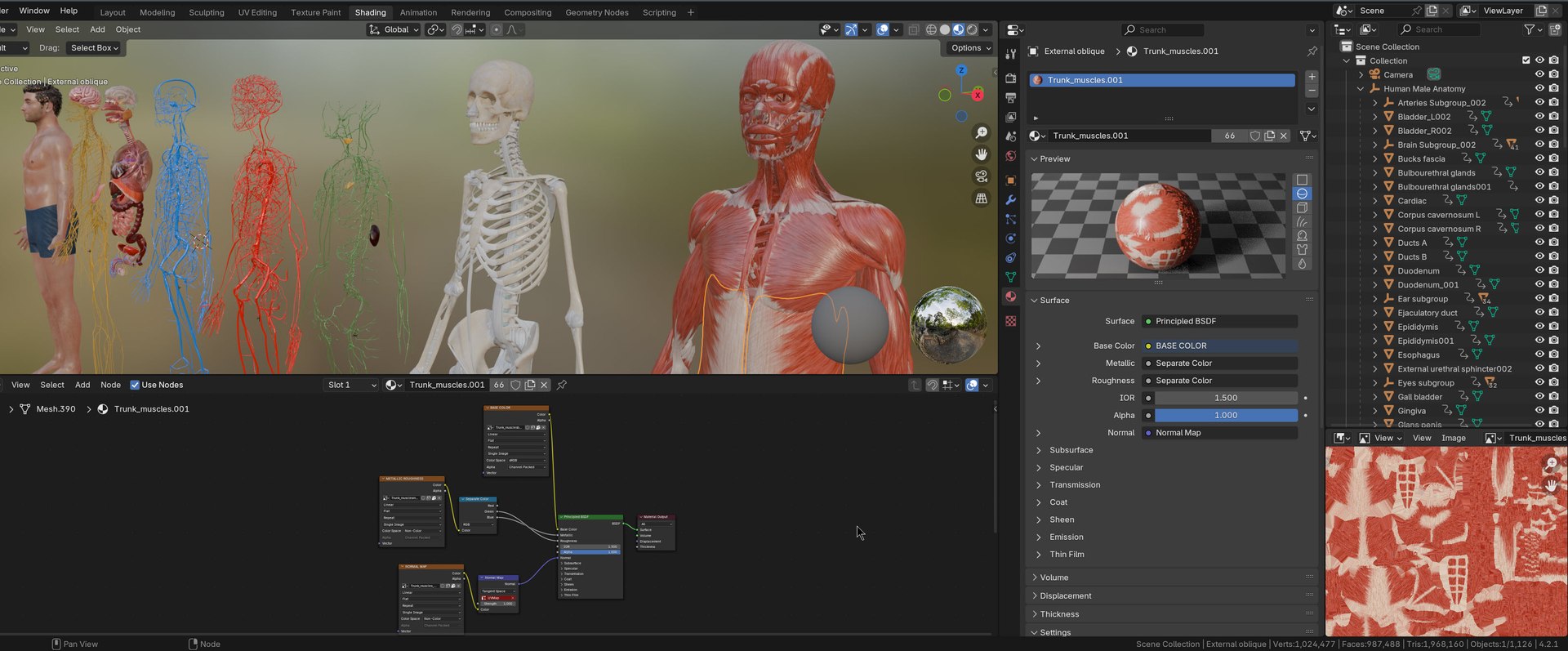 Complete human anatomy-Male 3D model https://p.turbosquid.com/ts-thumb/zx/lGtkg9/TV/20251117_212429/jpg/1763574282/1920x1080/fit_q87/943564ee67e71b5e5a84ed70262de53ca74a53cf/20251117_212429.jpg