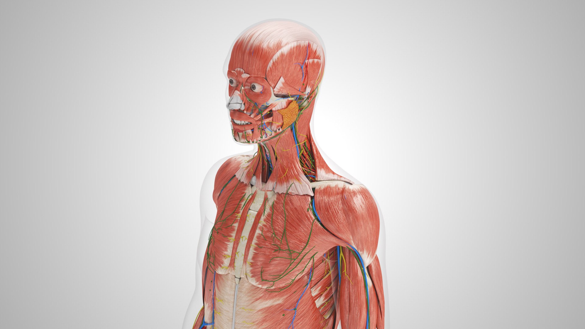 Complete human anatomy-Male 3D model https://p.turbosquid.com/ts-thumb/zx/lGtkg9/U1/completehumananatomy_00011/jpg/1658247293/1920x1080/fit_q87/fd6a17e76174840ede4440b8cd3fa6272b89da8d/completehumananatomy_00011.jpg