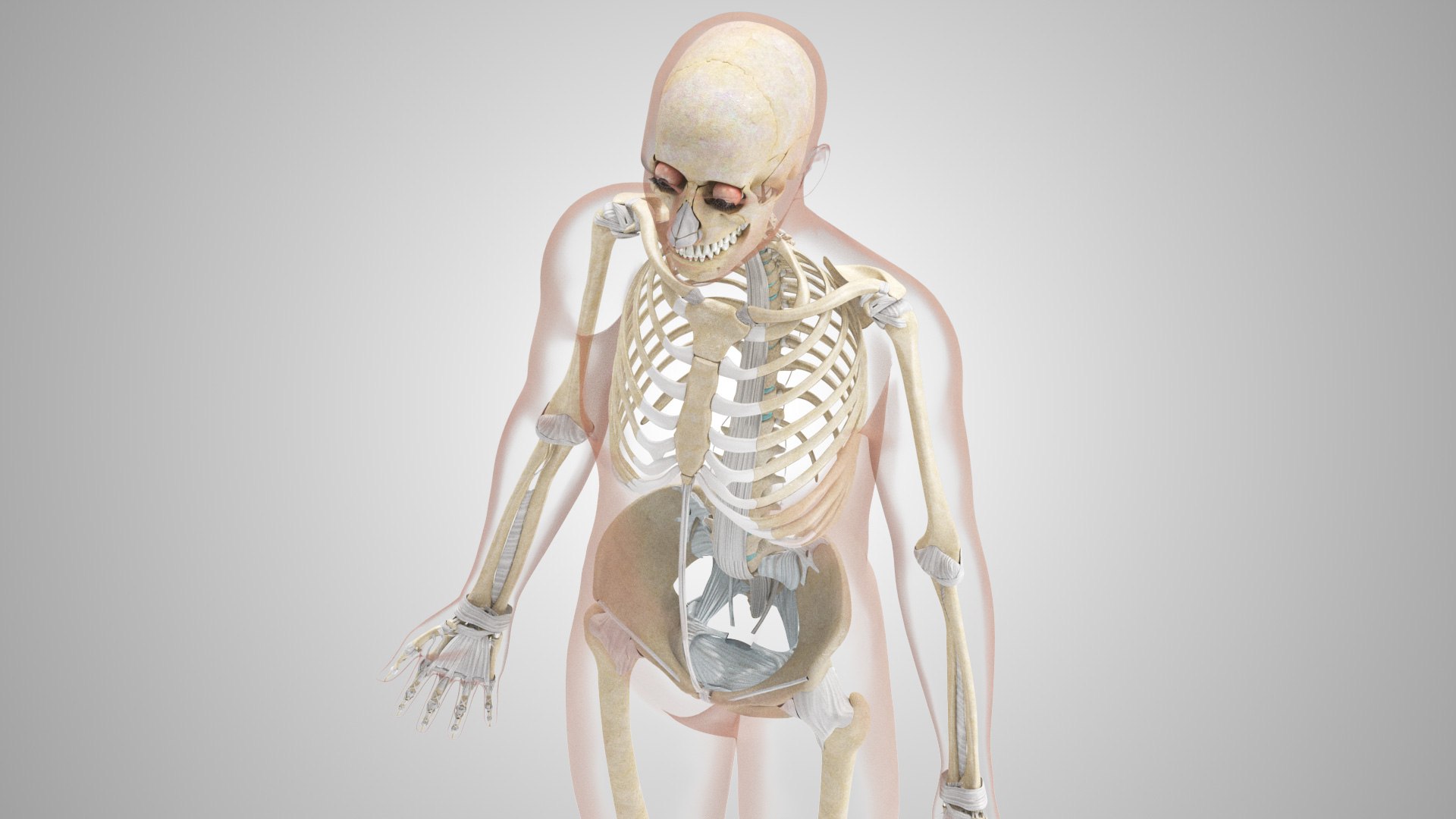 Complete human anatomy-Male 3D model https://p.turbosquid.com/ts-thumb/zx/lGtkg9/U8/humanskeletonsystemwithligaments_00003/jpg/1658259553/1920x1080/fit_q87/30c6c525cefa1167f3fd4be121b3e1ed1a9746df/humanskeletonsystemwithligaments_00003.jpg