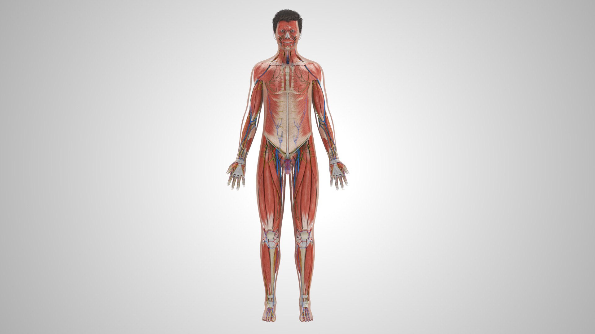 Complete human anatomy-Male 3D model https://p.turbosquid.com/ts-thumb/zx/lGtkg9/Uf/completehumananatomy_00021/jpg/1658247301/1920x1080/fit_q87/d6f7cf53208cbe42d22724e71cac63d18346eb38/completehumananatomy_00021.jpg
