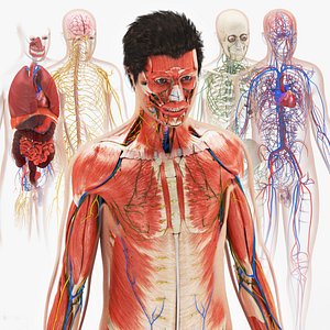 Complete Male Anatomy