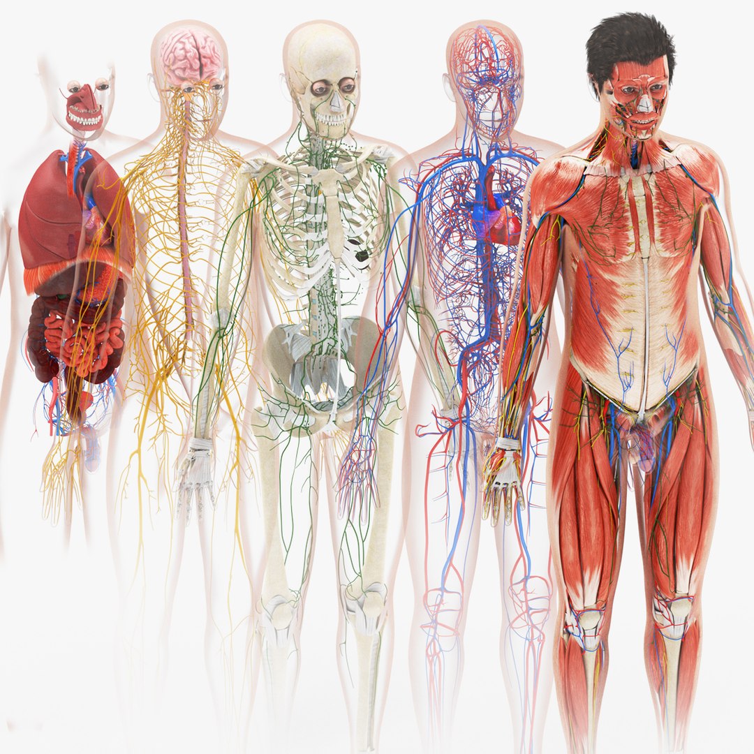 Complete human anatomy-Male 3D model https://p.turbosquid.com/ts-thumb/zx/lGtkg9/YF/sig/jpg/1658247264/1920x1080/fit_q87/756dde9b65d2ca3d9085d02df5ee844d9f1f234e/sig.jpg