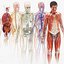 Complete Male Anatomy