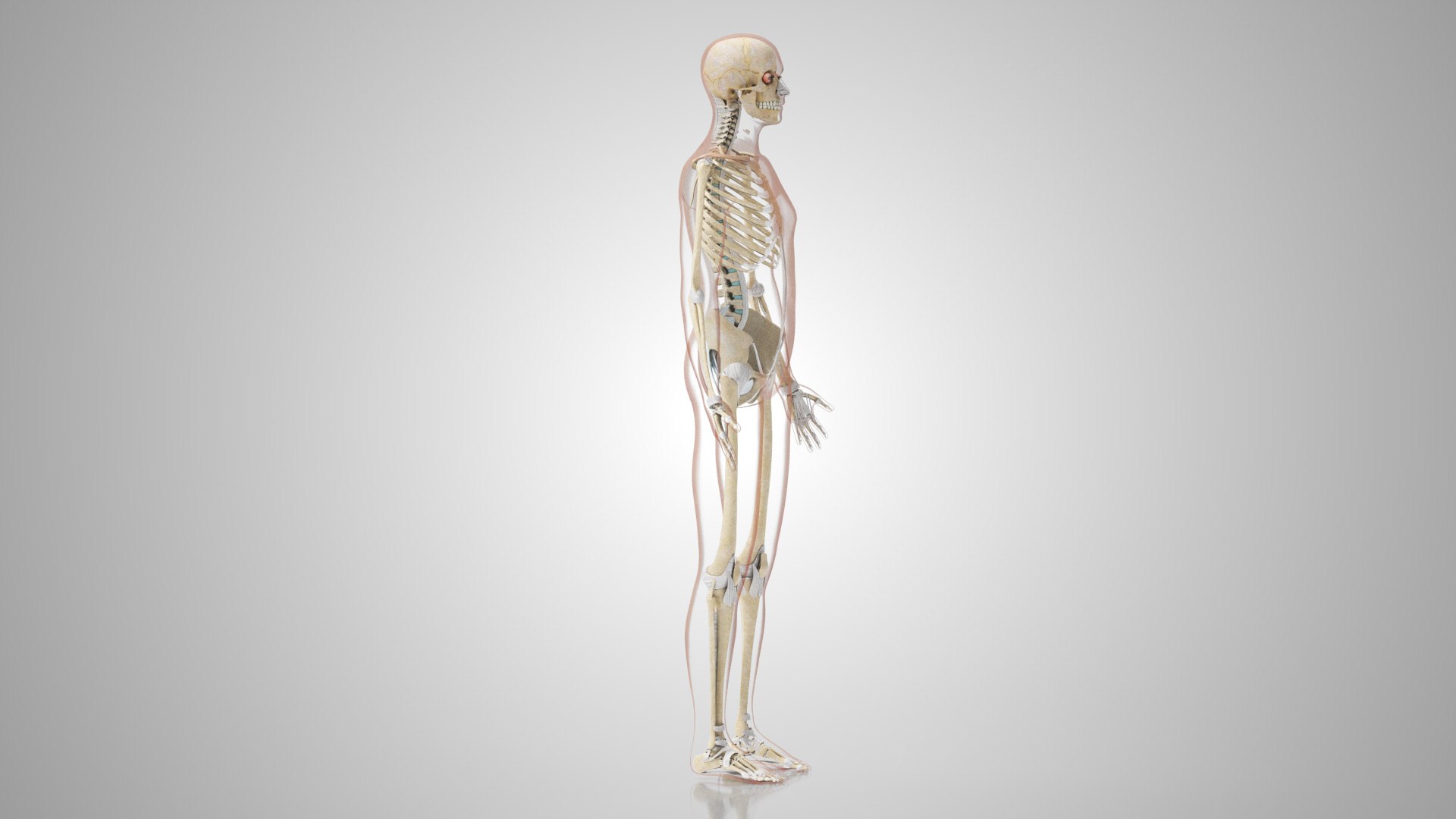 Complete human anatomy-Male 3D model https://p.turbosquid.com/ts-thumb/zx/lGtkg9/YH/humanskeletonsystemwithligaments_00009/jpg/1658259568/1920x1080/fit_q87/765f01ec3aec1baa993e5c6da55e9d32cac5b24c/humanskeletonsystemwithligaments_00009.jpg