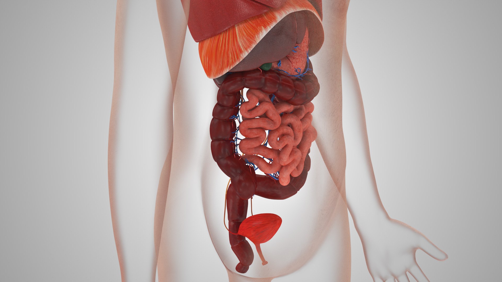 Complete human anatomy-Male 3D model https://p.turbosquid.com/ts-thumb/zx/lGtkg9/YZ/humaninternalorgans_00026/jpg/1658258300/1920x1080/fit_q87/117b3a9bf0f6a1e06f9354432cc3a659c952a102/humaninternalorgans_00026.jpg