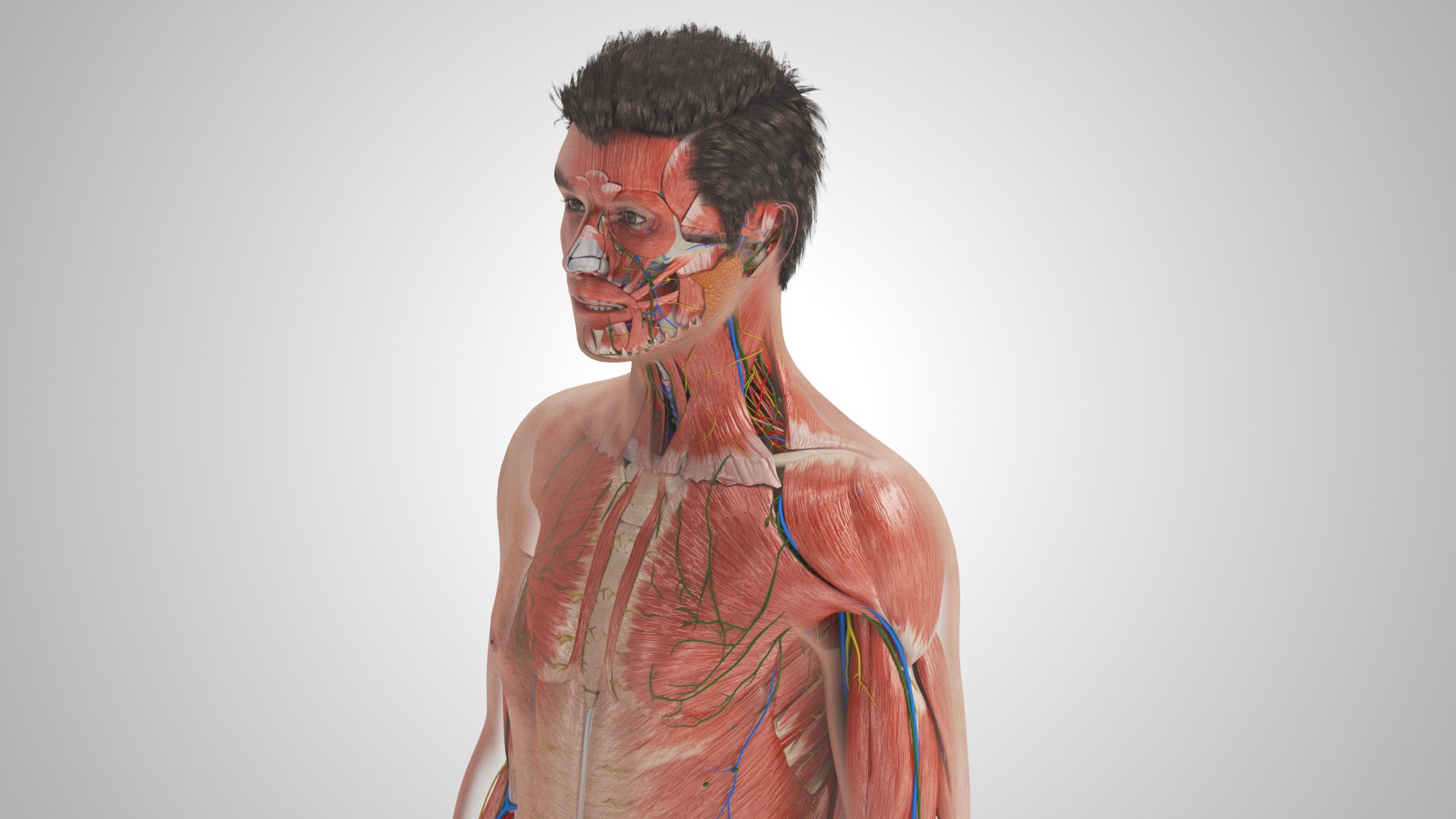 Complete human anatomy-Male 3D model https://p.turbosquid.com/ts-thumb/zx/lGtkg9/aj/completehumananatomy_00008/jpg/1658247291/1920x1080/fit_q87/29eaabeffb923a9c8e3d9a7caa587dd123939dcd/completehumananatomy_00008.jpg