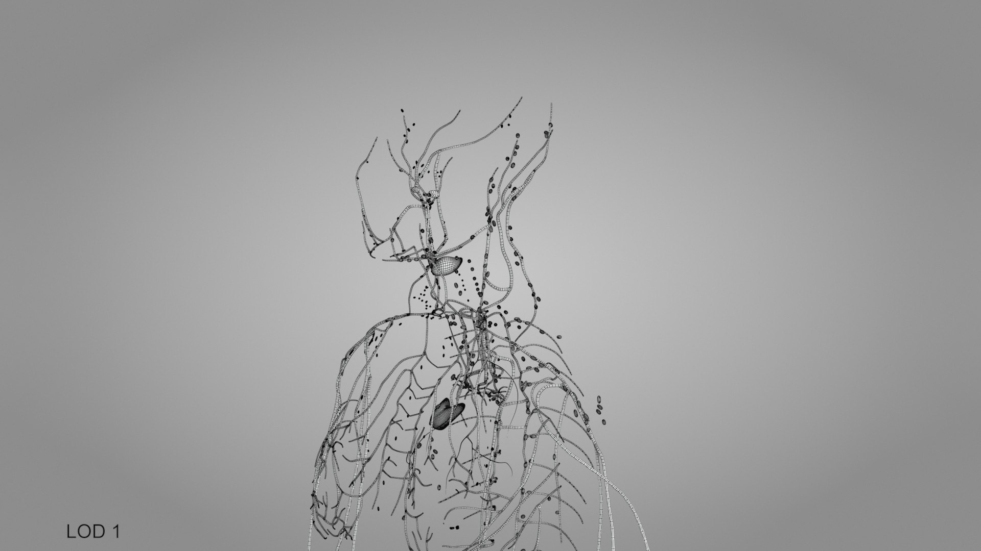 Complete human anatomy-Male 3D model https://p.turbosquid.com/ts-thumb/zx/lGtkg9/as/humanlymphaticsystem_00002/jpg/1658257496/1920x1080/fit_q87/eaa16a4f1d12359e79e485018bc3a882359108a5/humanlymphaticsystem_00002.jpg