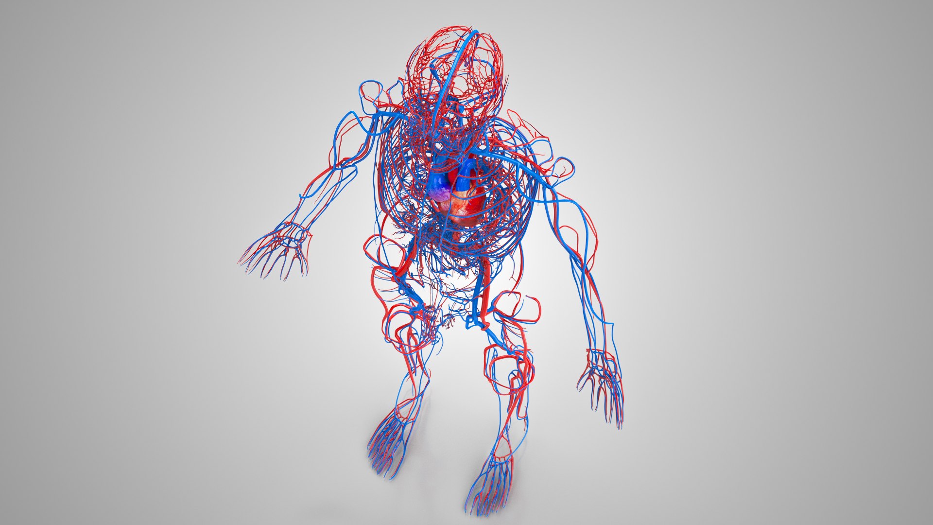 Complete human anatomy-Male 3D model https://p.turbosquid.com/ts-thumb/zx/lGtkg9/fw/cardiovascularcirculatorysystem_00025/jpg/1658248536/1920x1080/fit_q87/901a47f83fb0a34582bfb2dca854ad6fe63ecdeb/cardiovascularcirculatorysystem_00025.jpg